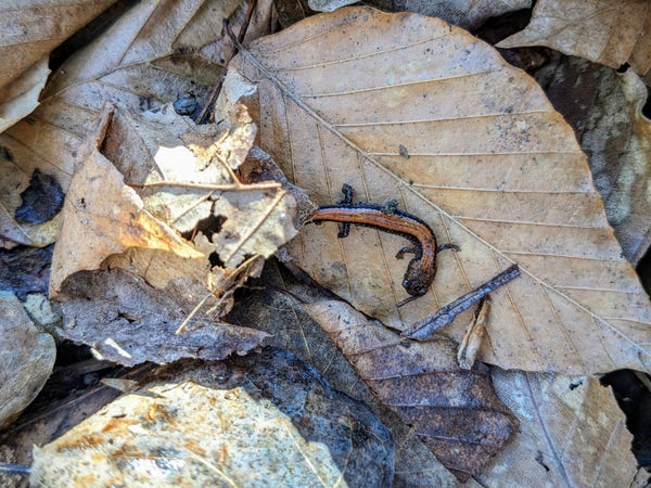 A very small eastern red-backed (I think) salamander on a dried beech leaf in the forest floor.