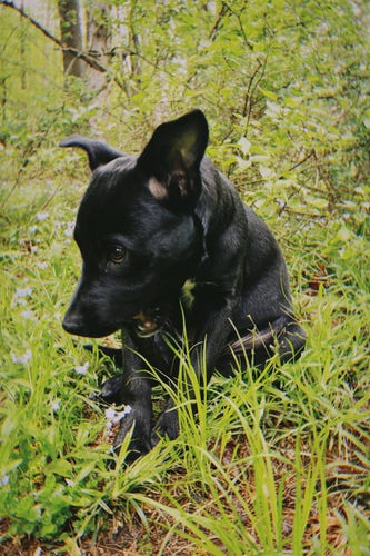 A portrait of a black mutt gnawing on bark surrounded by tiny blue flowers and green grasses in the woods