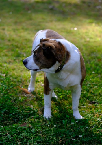 A white and brown dog standing on the grass of his yard, some clover blossoms are seen at the bottom
