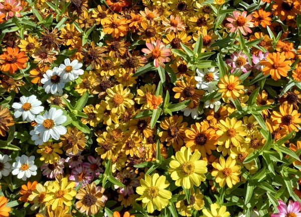 Cultivated flowers in white, yellow, orange, and pink, densely planted and flowering with spiky green leaves protruding among the flowers