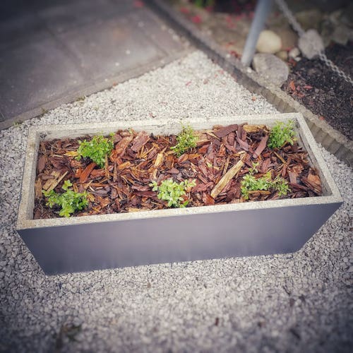 Concrete planter with cotoneaster plants for the birds