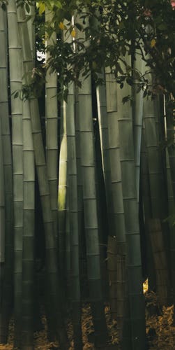 Bamboo in sunlight.