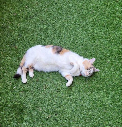 Calico cat on her side, slightly belly up on AstroTurf. Very white belly awaiting scratches