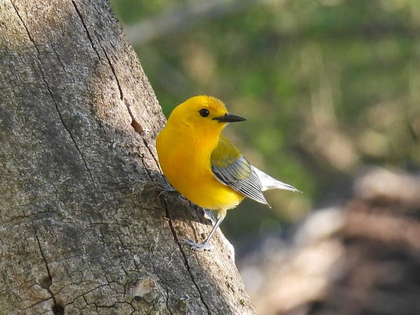 A bright yellow bird standing on a tree trunk looking, to the right
