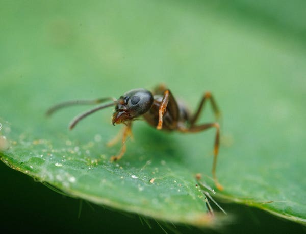 A macro photo of an ant on a green strawberry leaf. The ant has one leg in the air as it takes a step.