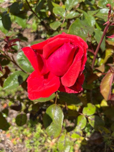 Red rose in bloom on a sunny day 