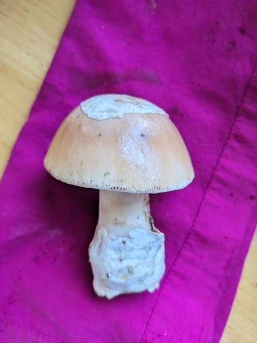 A squat little Amanita velosa on a magenta napkin. It has a serrated cap, white on the rim, shading to tan towards the middle, with a little yarmulke of white veil attached to the center of the cap.