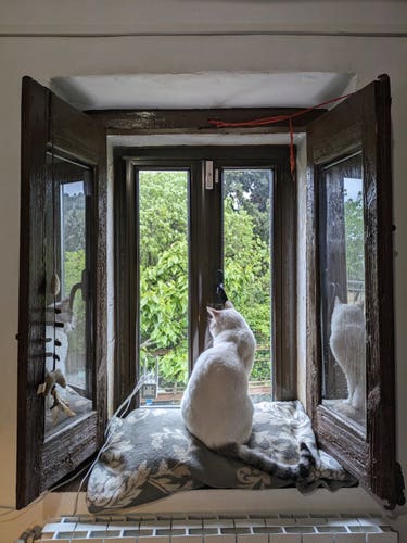 Cat looking out of window