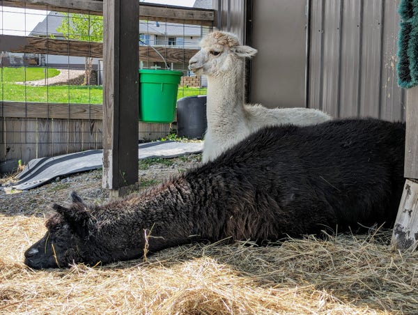 Two alpacas near a barn, one black and one white. The white alpaca is kushed and looking around. The black alpaca, however, is napping, his long neck and chin resting on the ground.