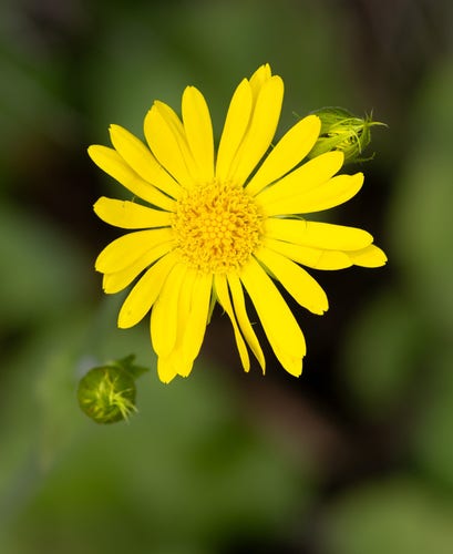 Image of a bright yellow flower blossom with a dark-green blossom.