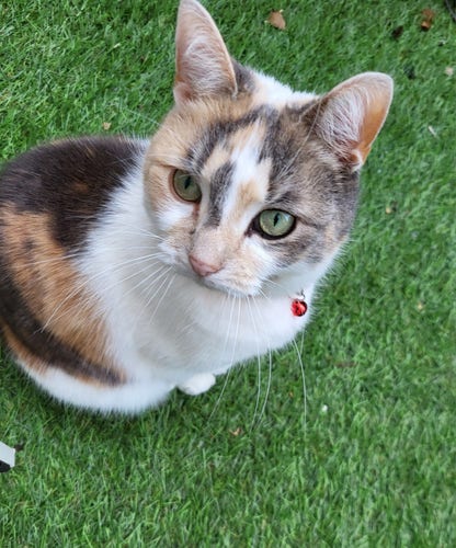 Calico cat with a little red bell on her breast sitting on green AstroTurf and looking up candidly into the camera