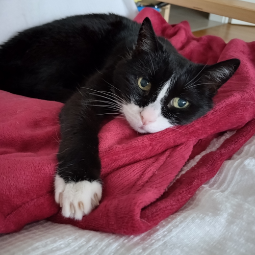 Foto einer Katze, die auf einer Decke liegt.