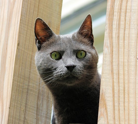 Gray cat Marley is poking his head through the deck rails, watching birds at the birdfeeder.