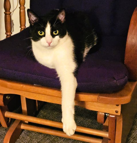 Tuxedo cat, Lord Percival, sitting on a rocking chair, one front leg extended at full length in front of him.