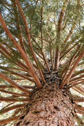 Looking up the rough, reddish trunk of a sequoia tree with dozens of red-bark branches radiating outwards and green sequoia needles at the end of the branches.
