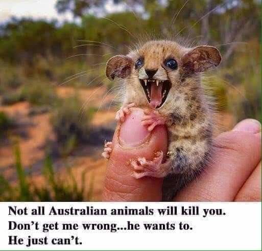Not all Australian animals will kill you. Don’t get me wrong...he wants to. He just can’t. 