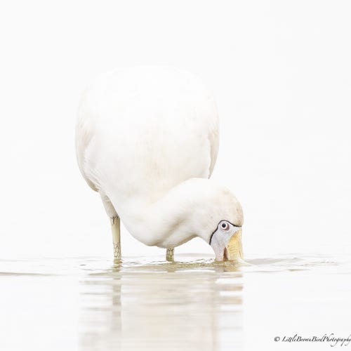 A Spoonbill "spooning" through the water.  The background is very pale due to the clouds behind it - so much so that parts of the bird fade into the pale sky and water and only the face, legs and chest are really visible.