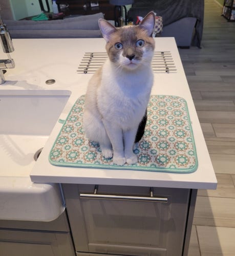 A photo of the siamese mix cat named Walter. He looks at the viewer with big light blue eyes as he sits comfortably on a dish pad next to the sink on the counter.
