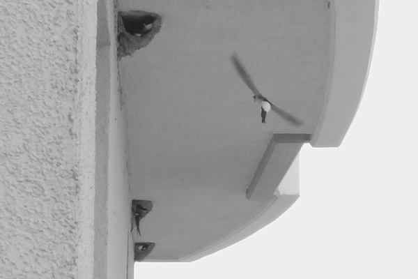 Slightly blurred black and white photo of house martin nests located below the terrace of a building. There are house martins in the nests with their beaks open and others flying close to the nests.