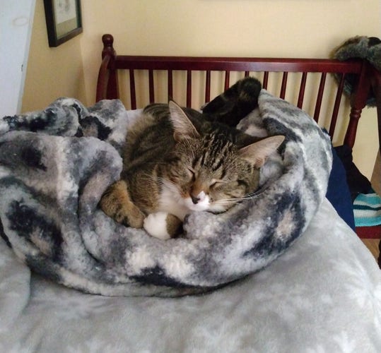 A young tabby cat is sleeping peacefully on her grey and white blankets on top of a small cat tower.  She is facing the camera with her eyes closed.  One white paw is sticking out of the blankets.
