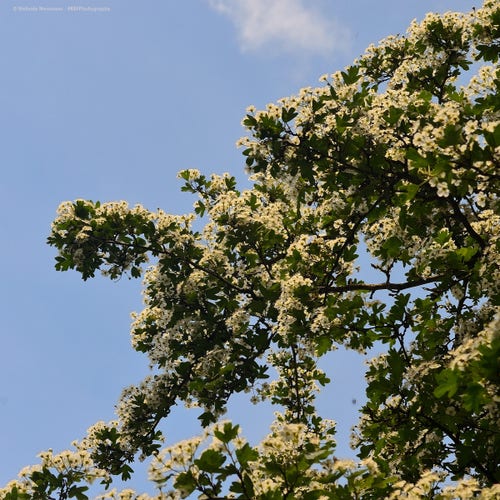 White hawthorn flowers against a blue sky.