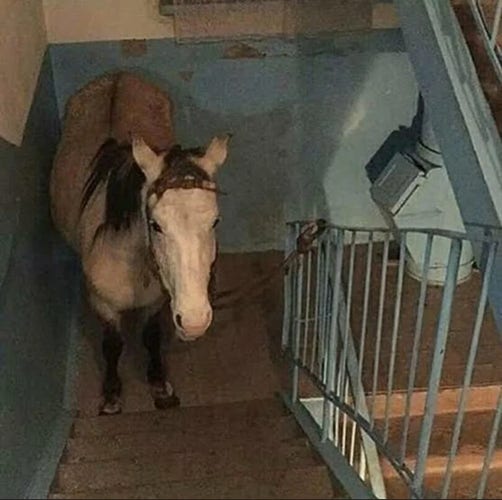 Un cheval dans une cage d'escaliers en béton, la longe attachée à la rampe en métal