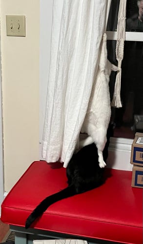 A white cat stands on the back of a black cat to reach up a window curtain.