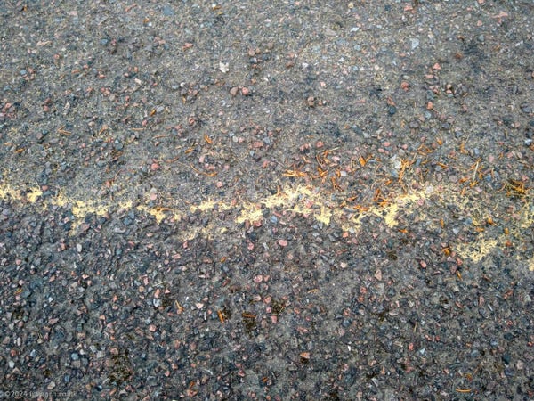 A line of yellow pollen across a stretch of tarmac road.