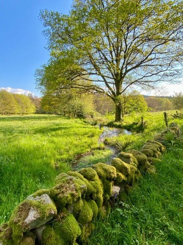 A lush green meadow with a large tree at center, a moss-covered stone wall in the foreground, and a small stream winding through the grass. The sky is clear and blue.