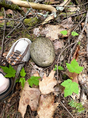 Looking down to the forest floor there is a brown and orange hiking sneaker alongside an intact coconut. The coconut still has its outer husk. Several brown fallen leaves are scattered on the ground along with a few sprouting leaves, green maples.