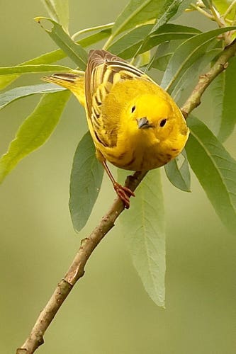 A brilliant lemon-yellow bird stares at camera, amused.