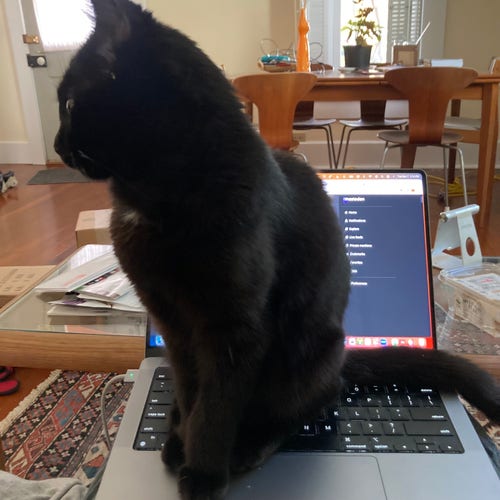 a black cat sits on a laptop keyboard, looking to the side, knowing he is beautiful