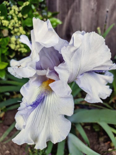 Lavender bearded iris. 