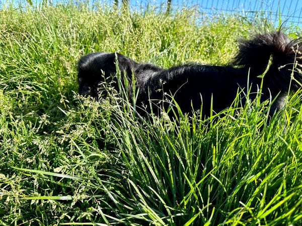 Czarny pies leżący w wysokiej zielonej trawie.