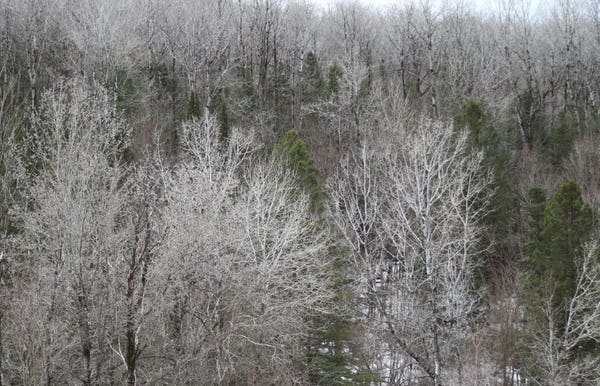 Photograph of trees on the side of a hill, mostly silver birches with white bark and white branches almost silver in this spring light, with a couple of green coniferous trees mixed between them. Last remnants of snow can be seen on the forest floor.