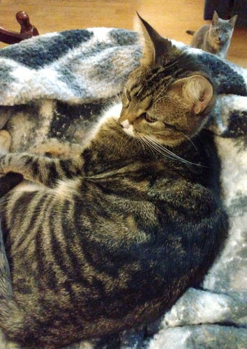 A sleepy young tabby cat is lying on some soft fuzzy grey and white blankets on top of a cat tower.  She is looking towards the left.  On the floor behind her is a grey, orange and white dilute tortoiseshell cat that is looking towards the camera.