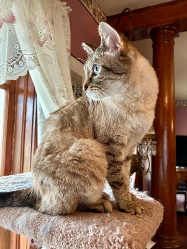 A lynx point Siamese sitting on top of a medium-height cat platform, looking over his shoulder out the window. His profile is visible, with an exquisite outline of his nose. His front legs are striped and subtle stripes cover his back and sides.