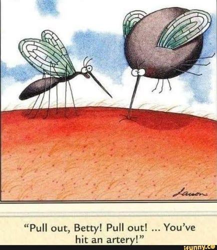 Cartoon oh hugely swollen mosquito, and small mosquito warning  "Pull out, Betty! Pull out! ...You've hit an artery!"