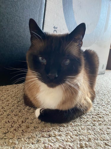 Siamese cat with big blue eyes doing an almost perfect loaf 🍞 