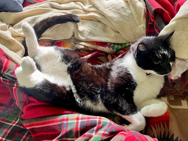 A black and white cat lounging on a plaid blanket with a knit throw nearby. His rear feet are sticking straight up and his head and front legs are twisted to his left.