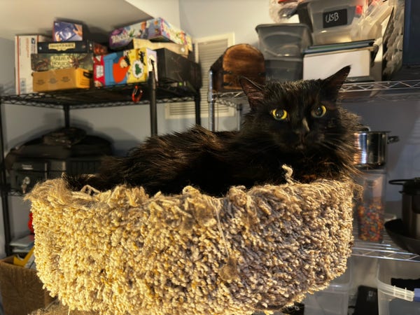 A black cat resting in a hanging basket with various storage shelves and items in the background.