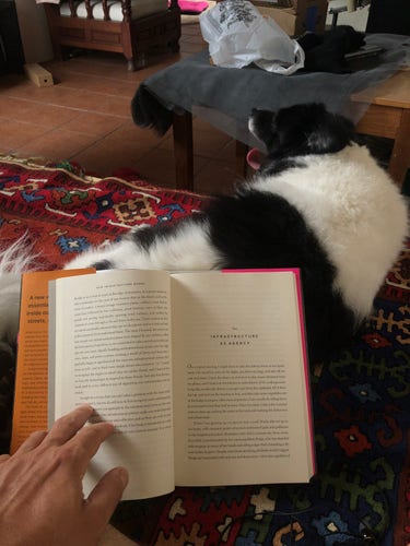 Mozzarello, my black and white and extremely hairy dog, yawns as I rest the book I'm reading on his back.