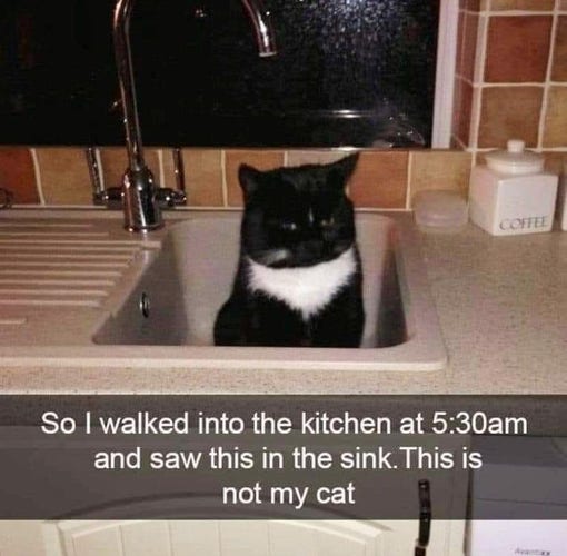 e , \ o ¢ ; ‘ e So | walked into the kitchen at 5:30am and saw this in the sink.This is not my cat Bt o > NiF 