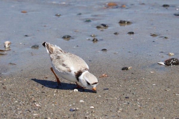 Photograph of a small shore bird with gray and white feathers with a few black markings. The bird is bent down poking its beak to the wet sand as it searches for food.