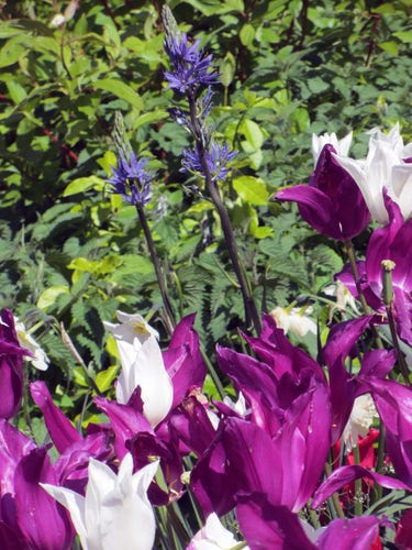 Blaue Camass (Cammassia quamash) zwischen weißen und violetten Tulpen