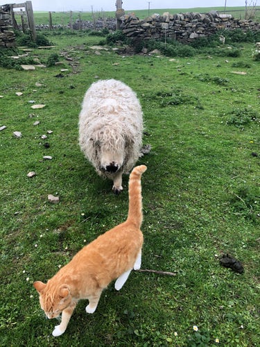 A white sheep following an orange cat 