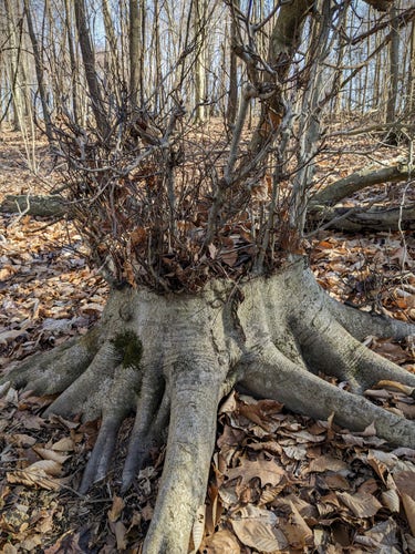 An American beech stump with new suckers growing around the perimeter.