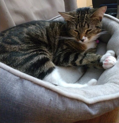 A sleepy young tabby cat is lying in her cat bed.  Her eyes are almost closed.  Her white whiskers are sticking out with from her face.  One of her front paws is upturned, revealing pink toe beans.