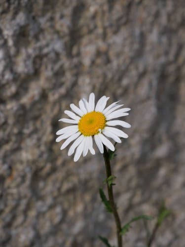 A solitary white daisy with a bright yellow center standing against a rocky backdrop.