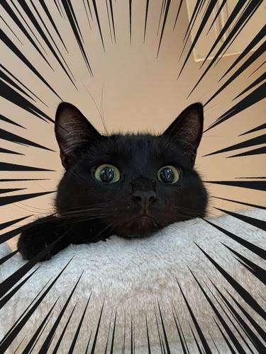 A close-up of a black cat head looking goofy over a hammock. With action lines!